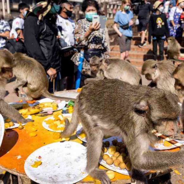 Monkey Temple Festival brings out the best in Thailand