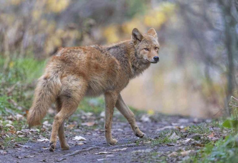The most successful scent traps for a coyote hunter