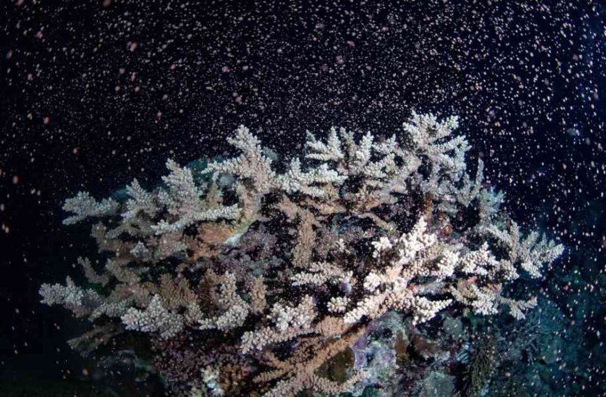 Surprise! Coral is starting to spawn and produce hybrid species, study finds