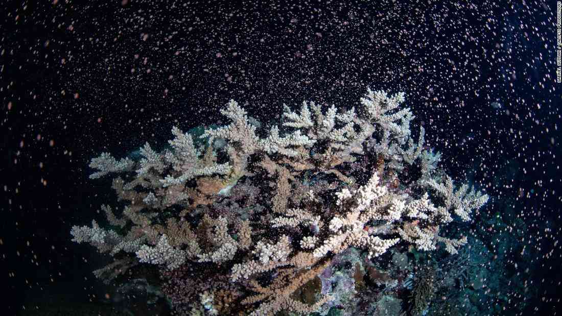 Surprise! Coral is starting to spawn and produce hybrid species, study finds